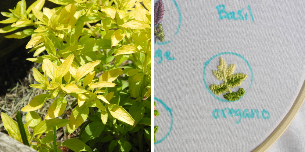 left hand picture shows a close up of an oregano plant with yellow to green oblong leaves. right hand picture shows a closeup of an embroidered oregano sprig in the same colors
