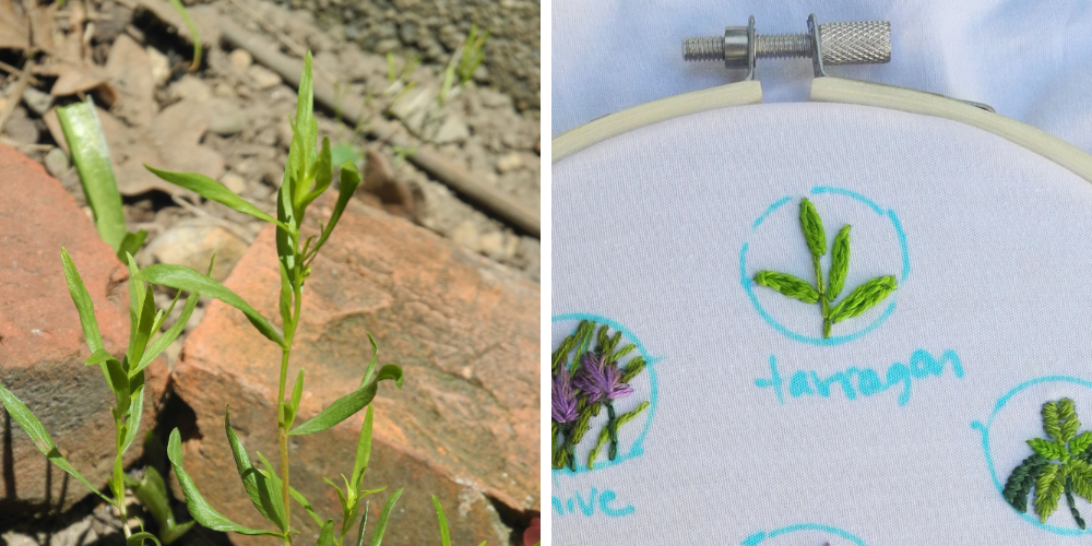 left hand image shows a close up of the tip of a green tarragon sprig in front of red bricks. Right hand image shows the four leaves of tarragon embroidered in bright green on an embroidery hoop. 