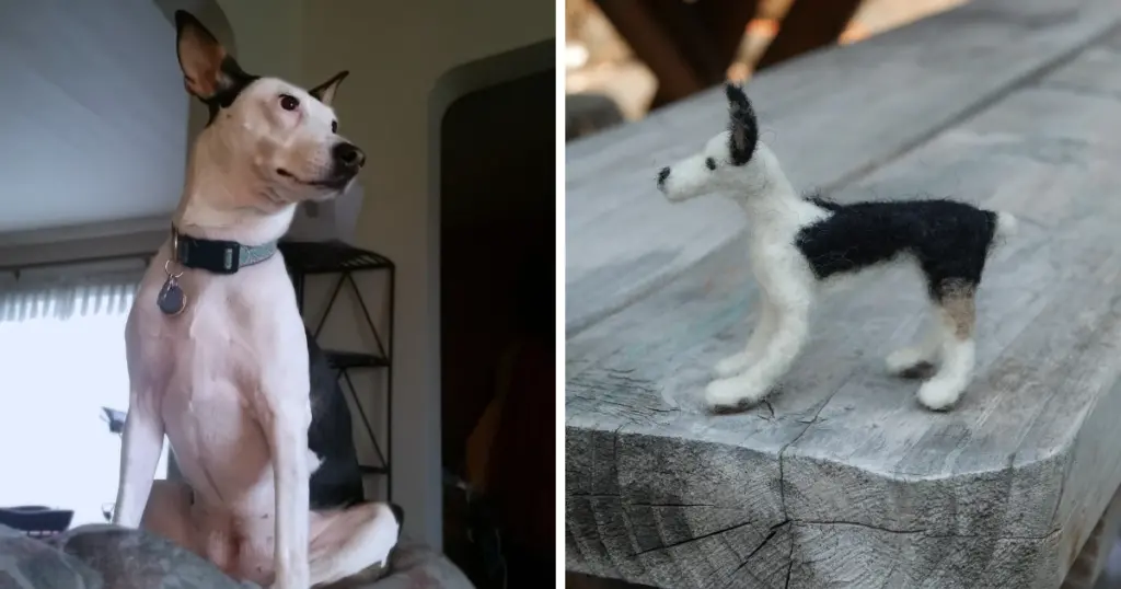 left image shows a black and white dog with large pointy ears sitting on the back of a grey couch with a teal collar. right image shows a miniature needle felted dog that looks like the dog photographed on the left. 