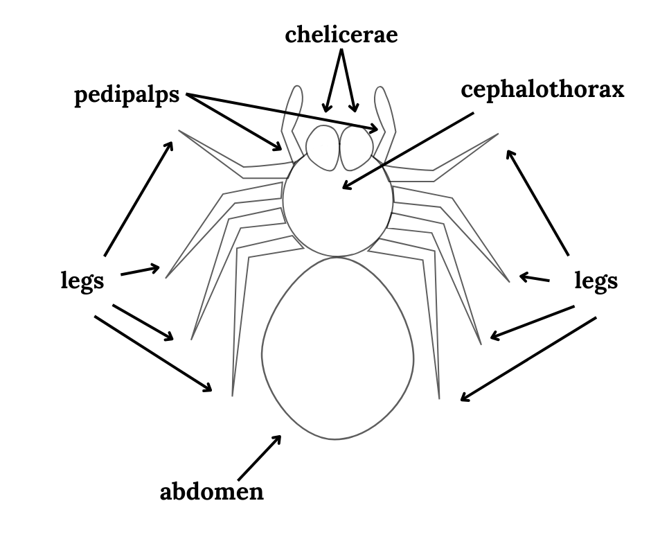 diagram of the anatomy of a tarantula. Parts labeled include abdomen, legs, cephalothorax, pedipalps and chelicerae