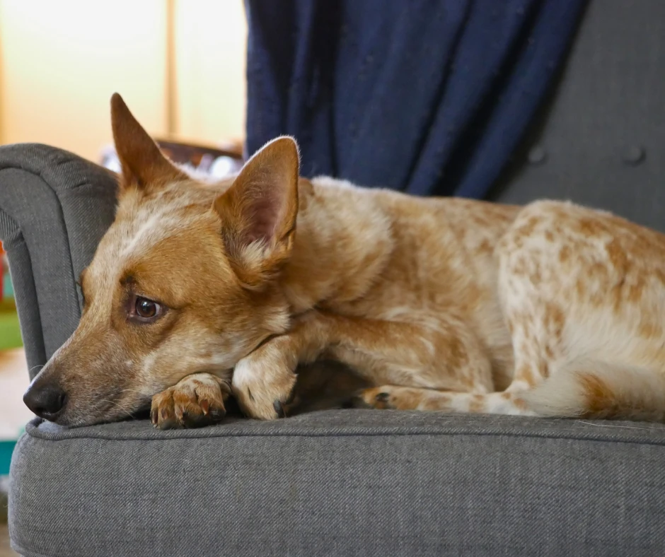 Image of a very handsome red heeler dog laying down on a grey chair. 
