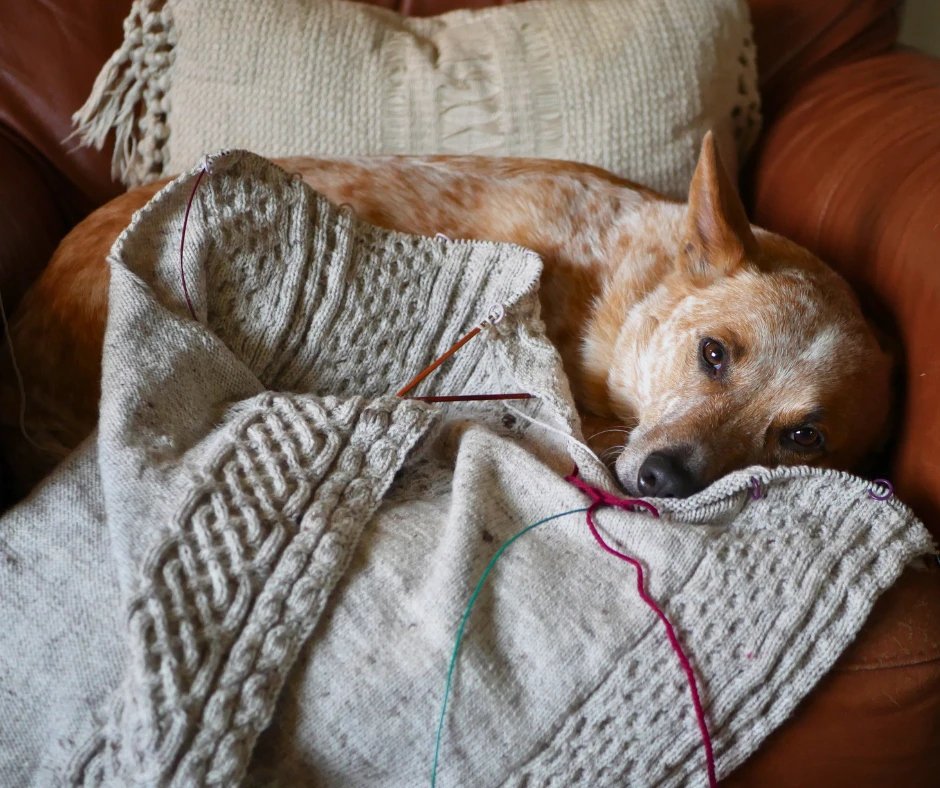 Image of an Australian cattle dog with a partially knit cable sweater. 